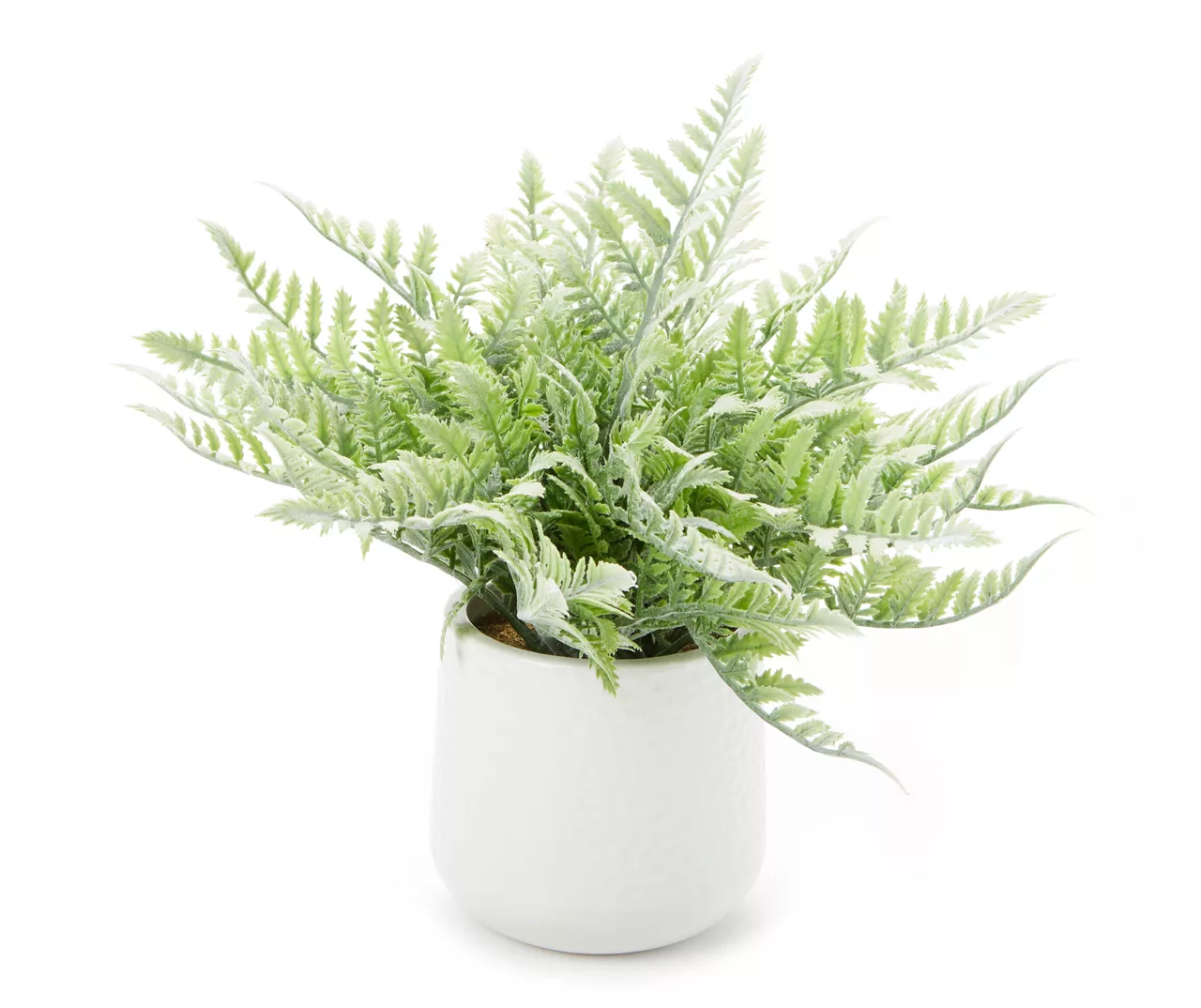 Fern In White Ceramic Pot 1 Fern In White Ceramic Pot