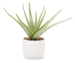 Green Aloe Plant With White Ceramic Pot