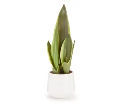 Green Snake Plant In White Rib Pot